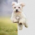 How to Remove Backgrounds in Photoshop Made Easy