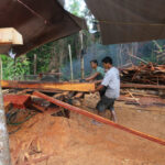 Government Cracks Down on Illegal Logging Initiatives