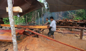 Government Cracks Down on Illegal Logging Initiatives