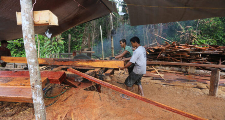 Government Cracks Down on Illegal Logging Initiatives